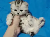 Котята кот и кошка., фотография 4