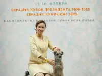 Бордер терьер щенки, фотография 2