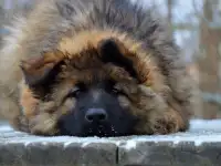 щенки немецкой длинношерстной овчарки