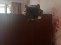 Котик в добрые руки, фотография 4