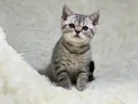 Котенок шотландский прямоухий, кот, окрас SFS 71 ns24, серебро, фотография 2