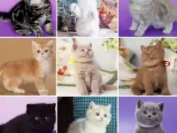 Британские Котята От Чемпионов - Много окрасов!, фотография 10