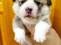 Продаются щенки Корги, фотография 2