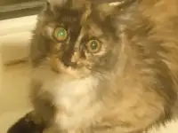 Продажа котят Мейн кун, фотография 2