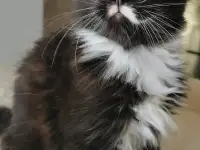 Котятa Мейн Куны из серцифицированного питомника, фотография 10
