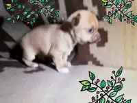 Чихуахуа мини, фотография 2