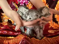 Очаровательные котята ищут дом, фотография 2