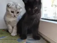 Скоттиш-страйт, шотландцы, фотография 4