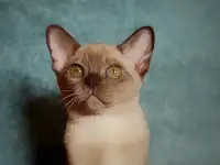 Котята европейской бурмы, фотография 9
