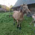 Продам кобылу, фотография 2