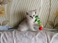 Британские котята, фотография 4