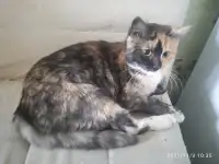 Найдена кошка, фотография 2