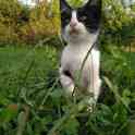 КОТЯТА ИЩУТ ДОМ, фотография 4