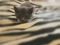 Отдам котёнка в добрые руки, фотография 3