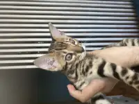 Продам котят бенгальской породы, фотография 3