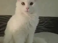 Мейн Кун, фотография 3