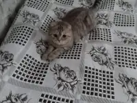Шотландская вислоухая кошка