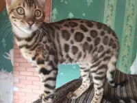 Продам бенгальского котика, фотография 5