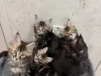 Котята породы Мейн-кун, фотография 3