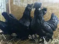 Куры несушки доставка по району