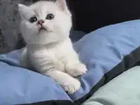 Котята -шиниллята, фотография 3