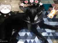 Котик, фотография 5