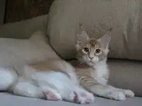 Шикарный котик Мейн-кун!, фотография 2