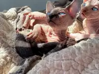 Котята канадского сфинкса, фотография 3