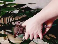 Мини чихуахуп, фотография 2
