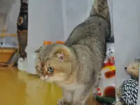 шотландский кот и кошка, фотография 2