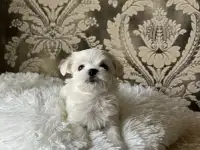Мальтийская болонка мини, фотография 2
