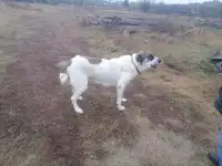 Отдам Алобая
