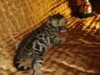 Роскошные бенгальские котята, фотография 5