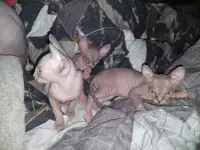 Продаются котята, фотография 4