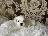 Мальтийская болонка мини, фотография 11
