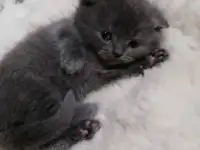 Котята вислоухие шотландские, фотография 2