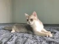 Шотландская кошка голубая золотая шиншилла, фотография 7