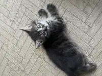 Отдам котёнка