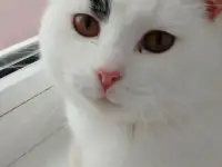 Котенок, фотография 2