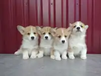 Щенки Корги Продажа, фотография 2