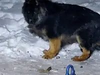 Щенок нем овчарки, фотография 3