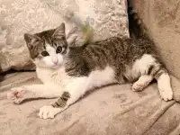 Котёнок  Мурчик 3-4 месяца.