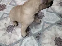 Французский бульдог, фотография 8