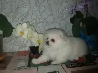 Шпиц щенки, фотография 3