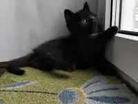 Скоттиш-страйт, шотландцы, фотография 5