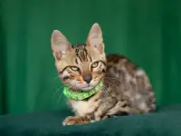 Ласковый бенгальский мальчик, фотография 2