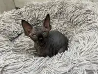 Котята канадского сфинкса, фотография 5
