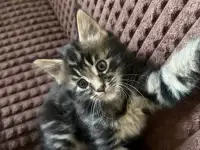 Котята породы Мейн-кун