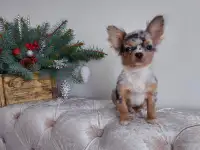 Чихуахуа мини мальчик.Эксклюзив., фотография 9