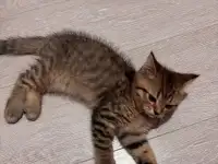 Котенок, фотография 2